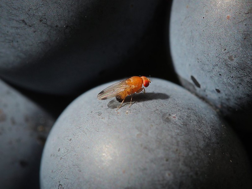 La drosophile suzukii fait peu de dégâts dans les cultures en 2015