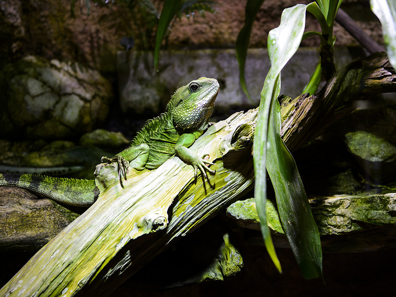 Le public est venu nombreux pour une dernière visite au Vivarium