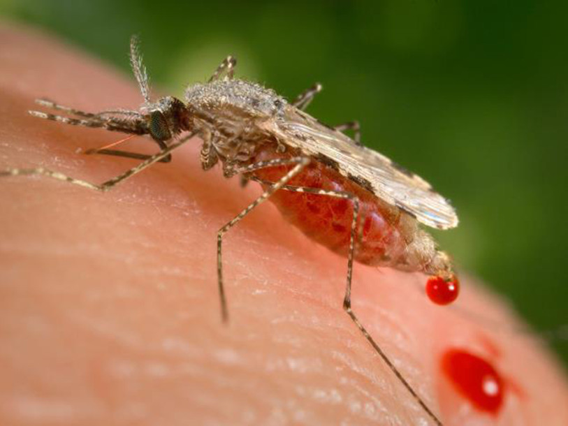 L'Europe libérée de la malaria pour la première fois