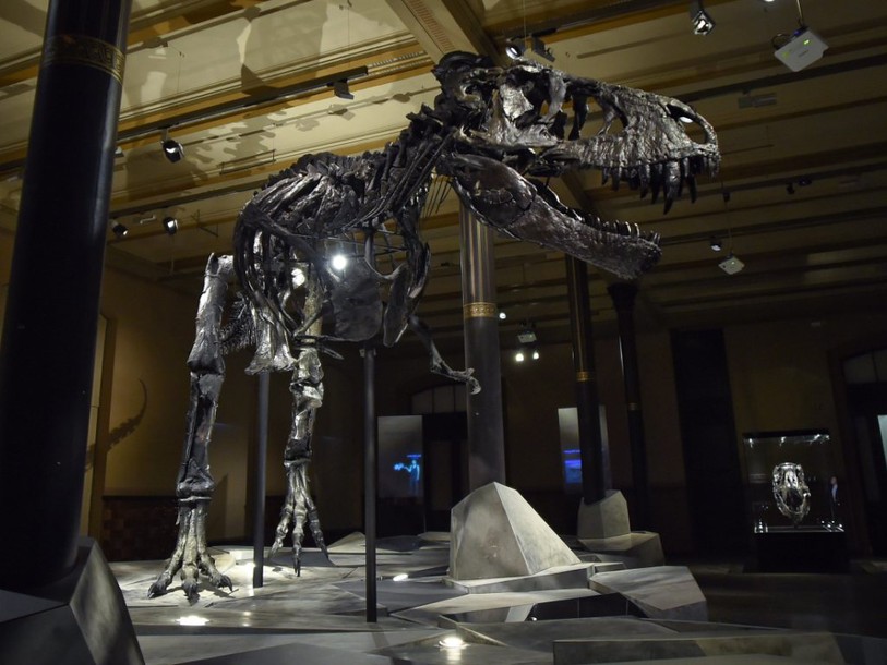 Tristan, un T.Rex de 66 millions d'années, débarque à Berlin