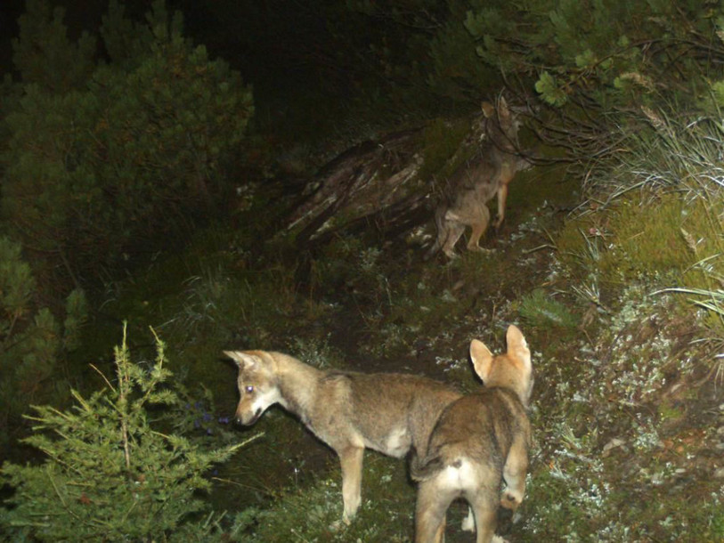 Berne autorise le tir de deux loups de la meute du Calanda (GR)