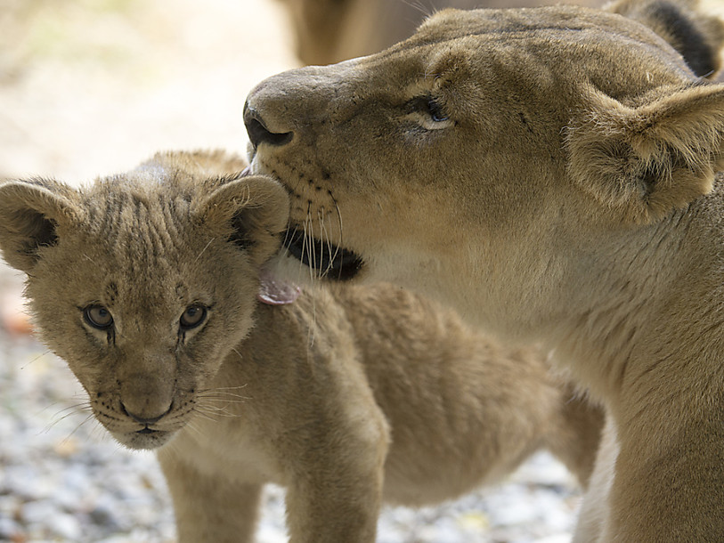 Les Etats-Unis classent les lions parmi les espèces en danger