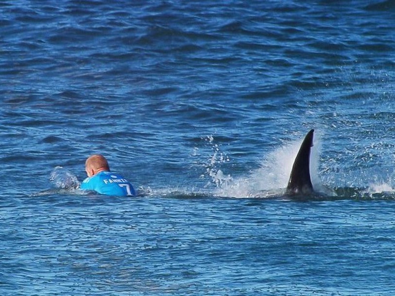 Un requin bondit sur la planche d'un surfeur australien