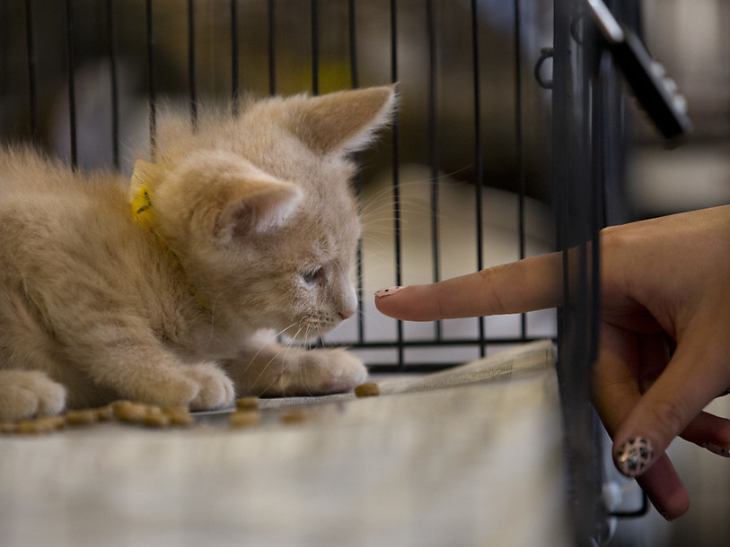 Des SPA n'offrent plus d'animaux à l'adoption durant les Fêtes