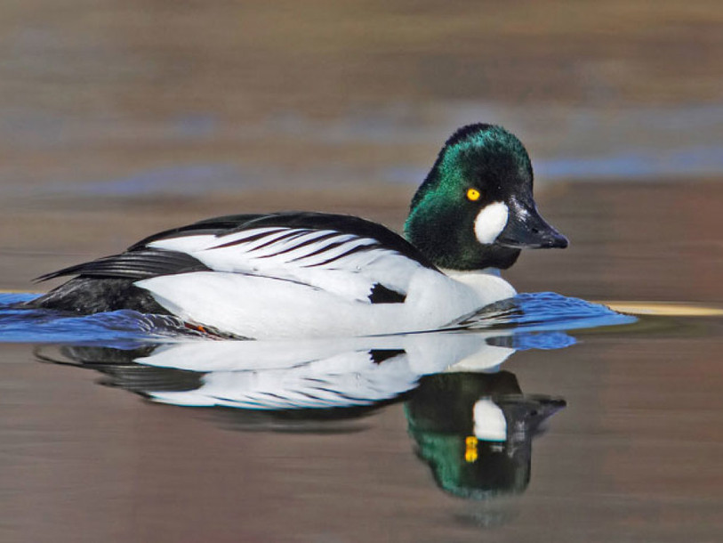L'hiver clément retient des oiseaux migrateurs en Suisse
