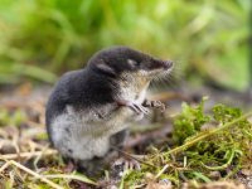 L'animal de l'année 2016 est la musaraigne aquatique