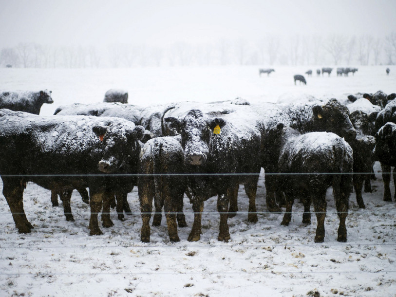 Environ 15'000 vaches laitières tuées par le blizzard au Texas