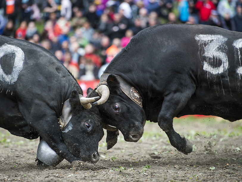 Les vaches valaisannes sont propres