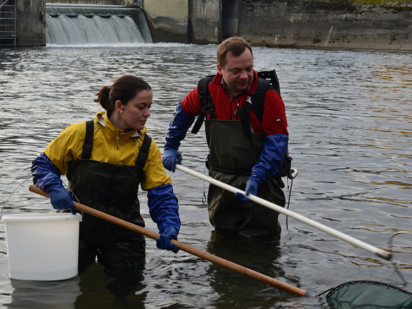 Les passes à poissons favorisent le brassage génétique