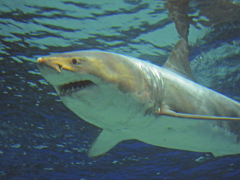 Mort d'un grand requin blanc après son transfert dans un aquarium