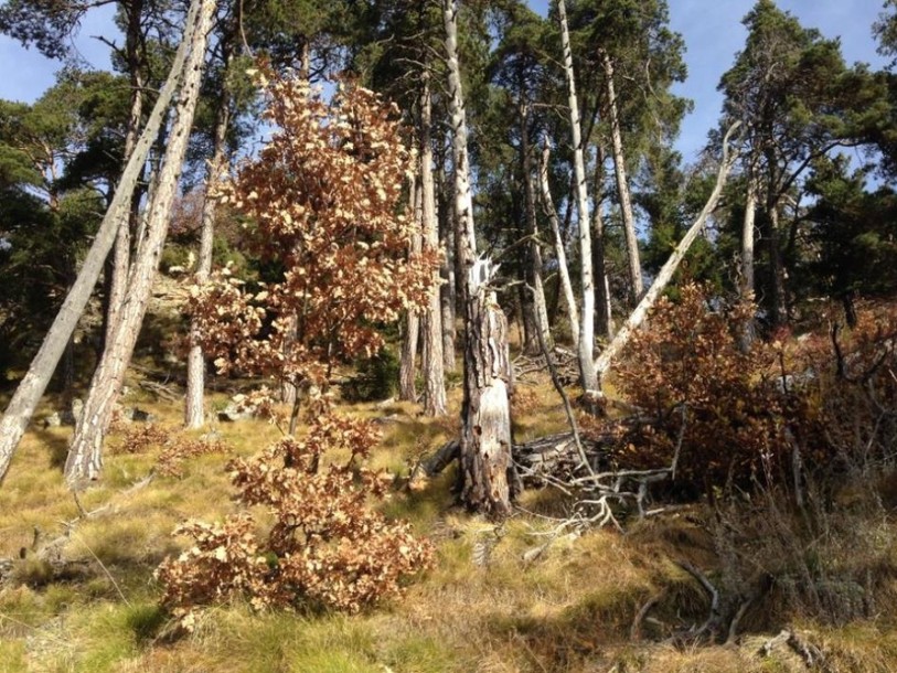 Rajeunir les essences pour résister au changement climatique