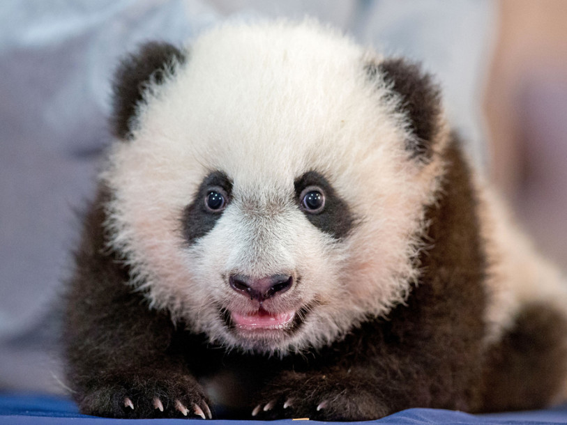 Le public du zoo de Washington découvre Bei Bei, le bébé panda