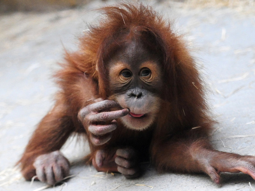 Nouvelle Vie Pour Un Bebe Orang Outan Passe Pres De La Mort Rtn Votre Radio Regionale Nouvelle Vie Pour Un Bebe Orang Outan Passe Pres De La Mort Rtn Votre Radio Regionale