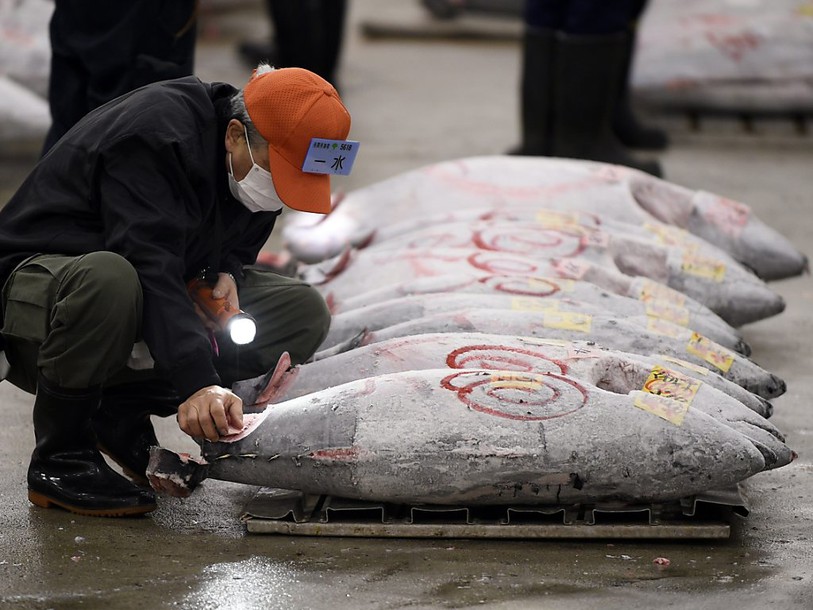 Pêche: prises mondiales en déclin, mais largement sous-estimées