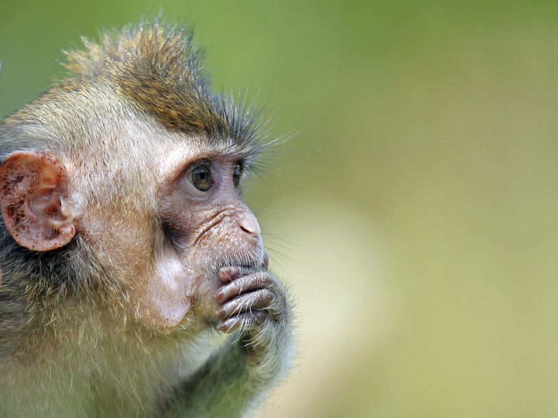 Des chercheurs chinois créent des singes 