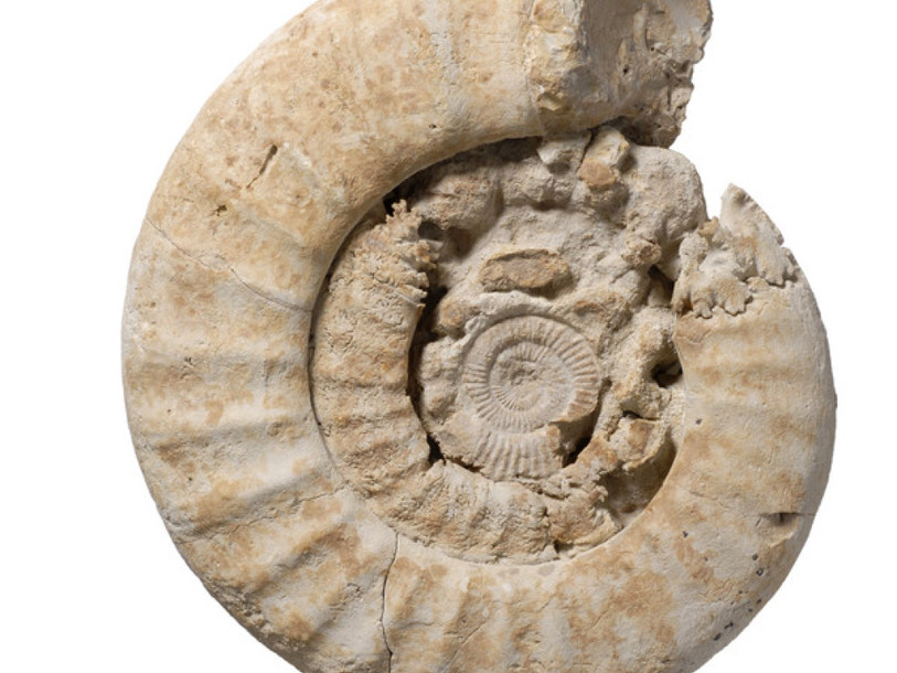 Nouvelle espèce d'ammonite découverte dans le Jura