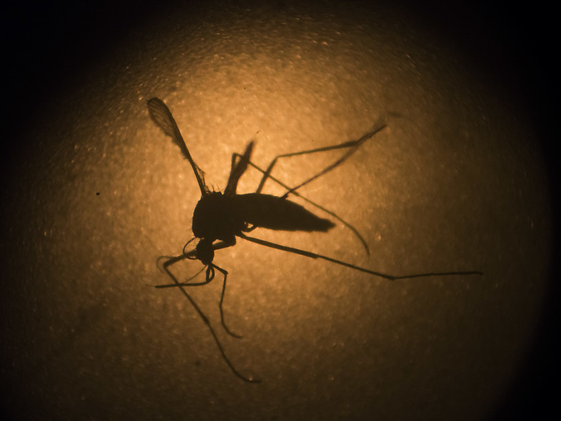 Comité d'urgence à l'OMS lundi sur le virus Zika