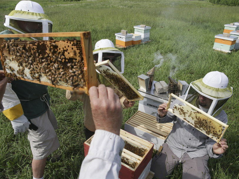Les humains responsables d'une maladie qui décime les abeilles