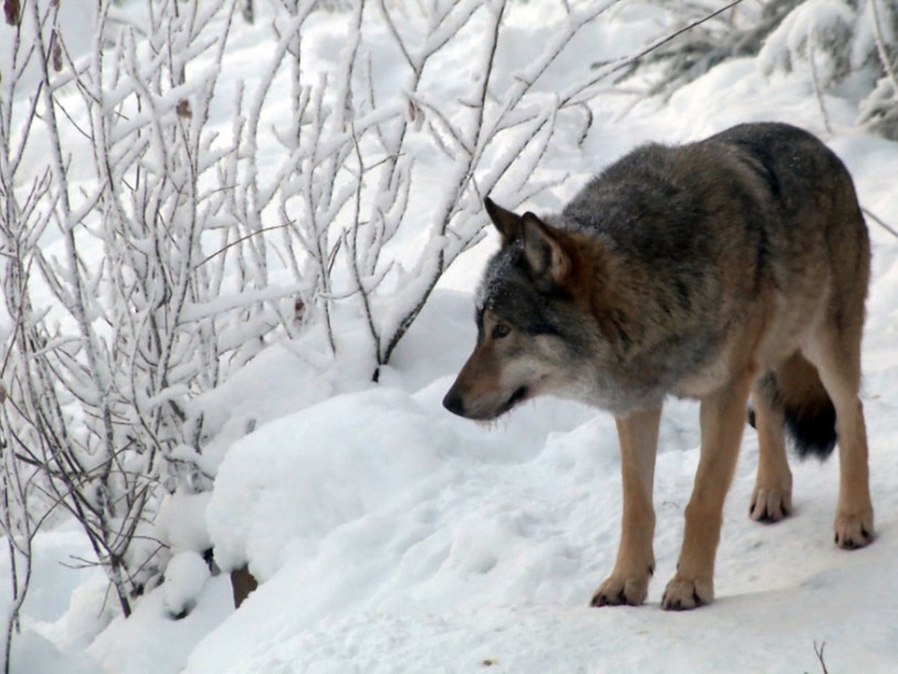 Une commission du Conseil des Etats veut chasser les loups