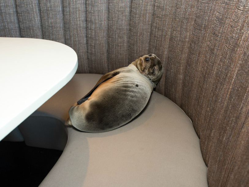 Une petite otarie s'endort sur la banquette d'un restaurant chic