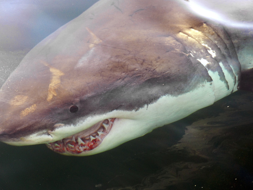 Record d'attaques de requins dans le monde en 2015