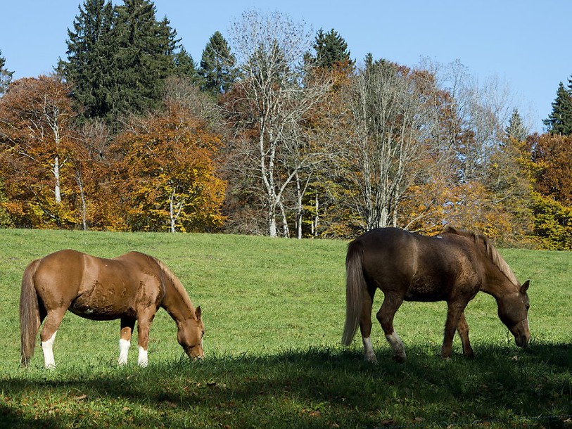 Homme condamné pour mauvais traitements infligés à des chevaux