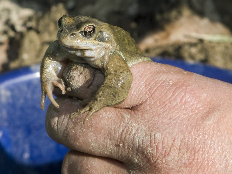 Grenouilles et crapauds migrent plus tôt cette année