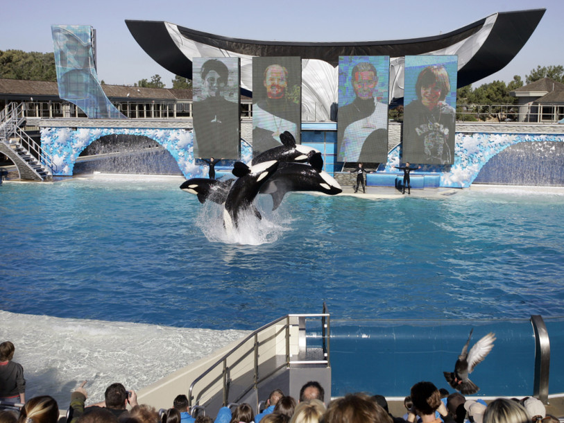 SeaWorld reconnaît que des employés ont infiltré des écologistes