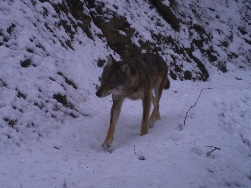 Présence de quatre loups attestée par les autorités valaisannes