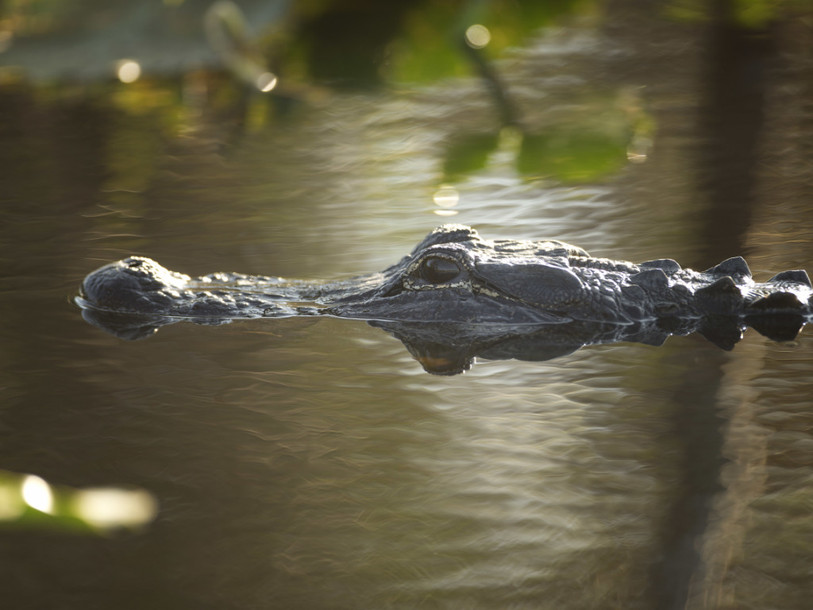 Les alligators, voisins intéressés des oiseaux (étude)