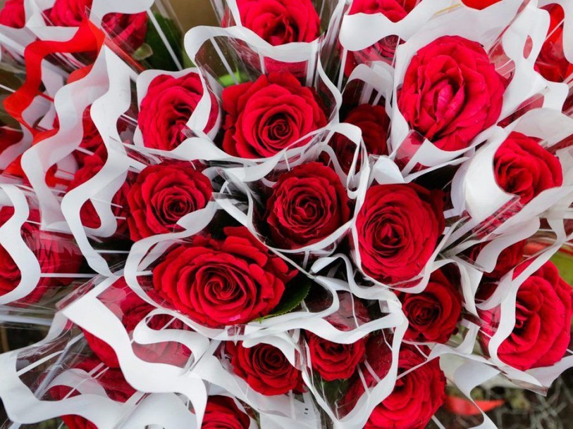 Quelque 130'000 fleurs en vente samedi lors de la Journée des roses