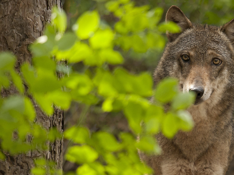 Le loup ne pourra pas être chassé toute l'année