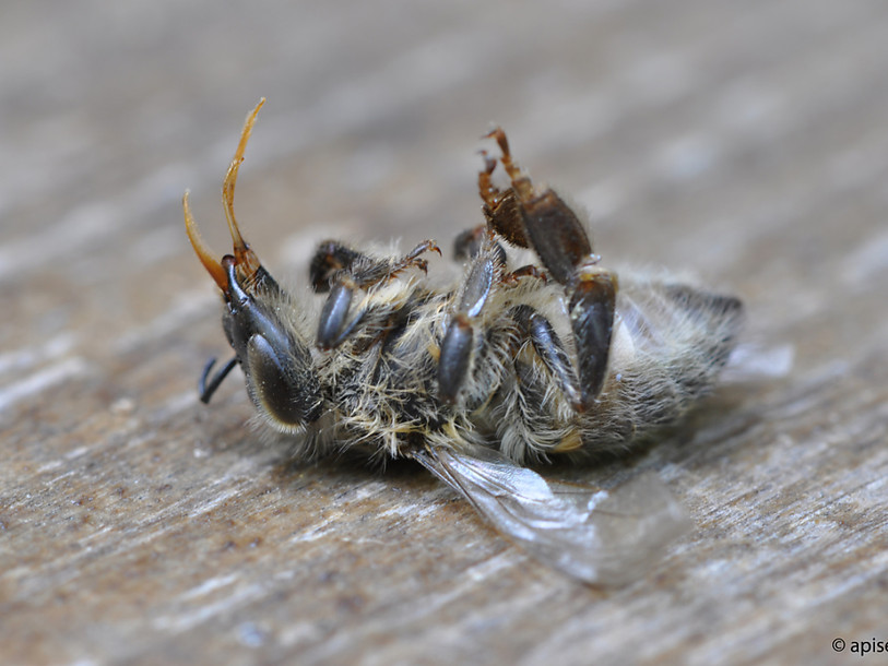Intoxications d’abeilles: néonicotinoïdes principaux responsables