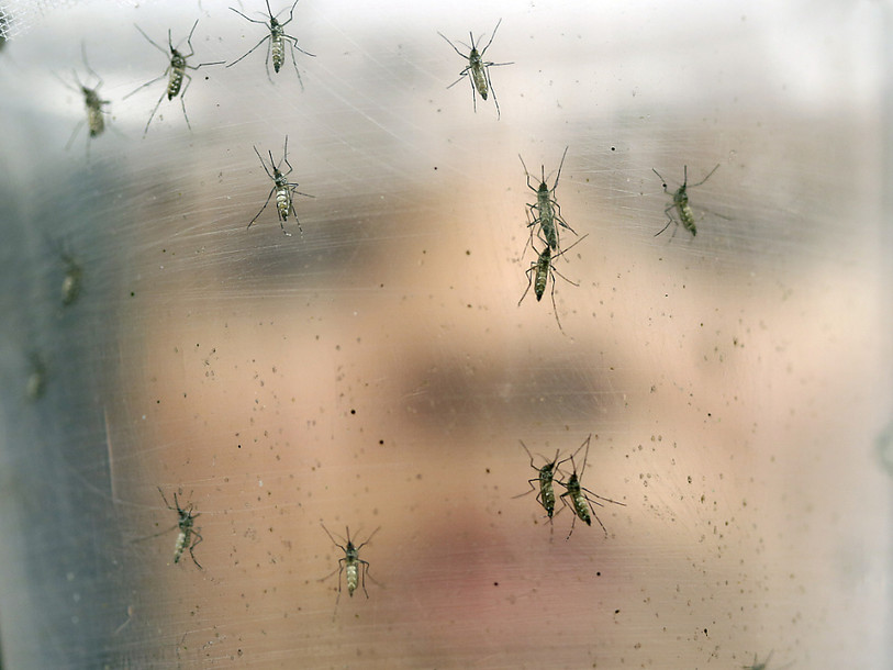 Feu vert de principe pour lâcher des moustiques OGM contre le Zika