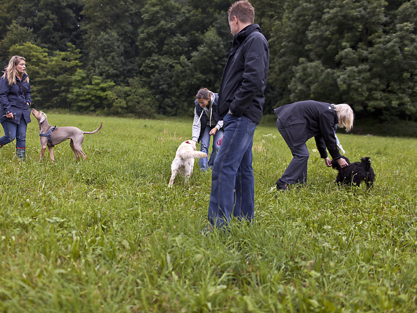Près de 20% des propriétaires de chiens ne suivent pas les cours