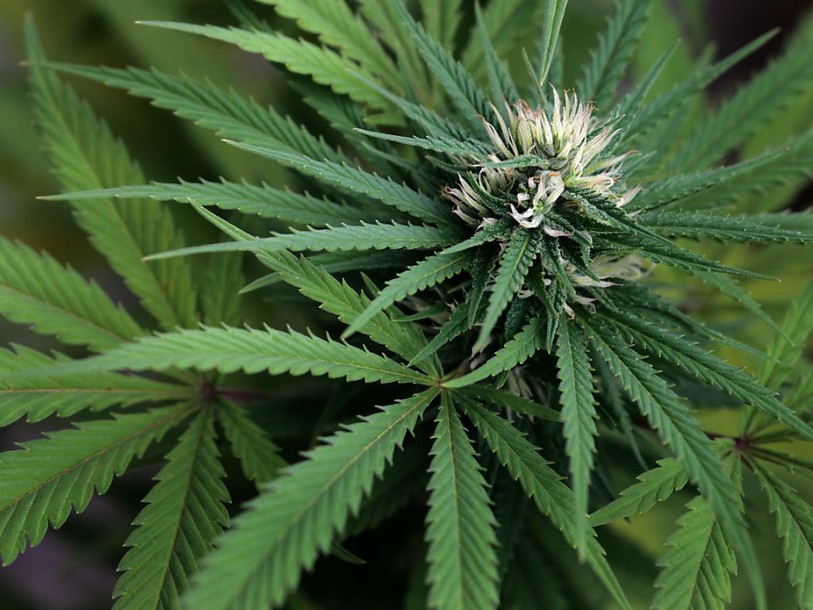 Vente de cannabis à l'étude dans les pharmacies à Berne