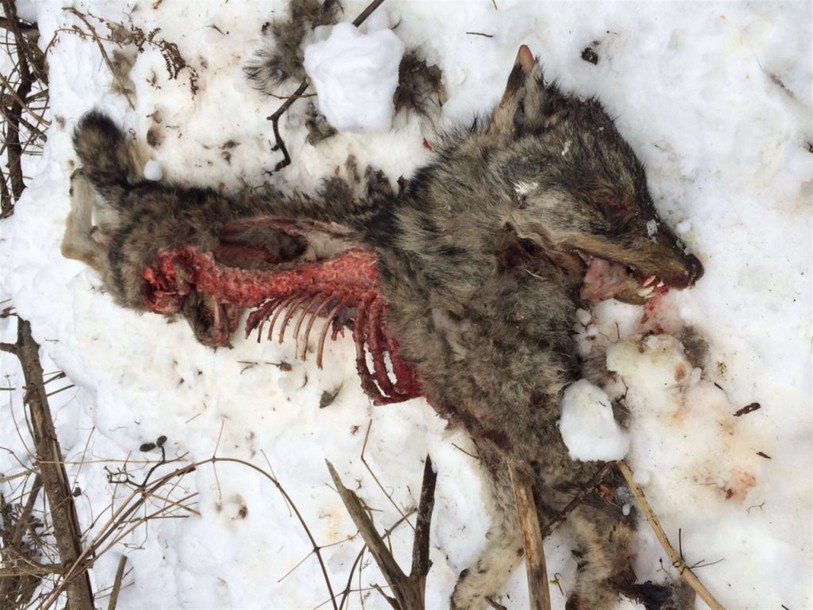 Cadavre de loup tué par balles retrouvé dans les Grisons