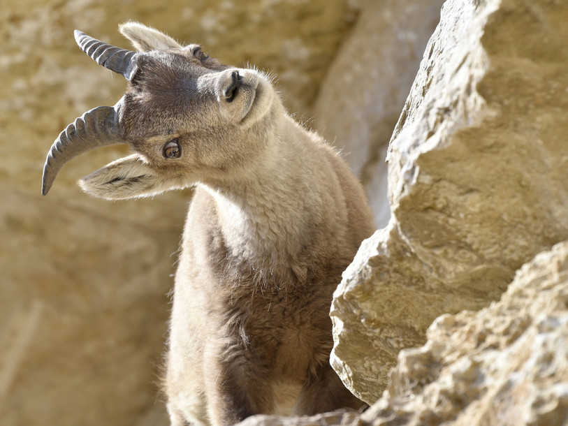La foule se presse pour un zoo entièrement renouvelé et agrandi
