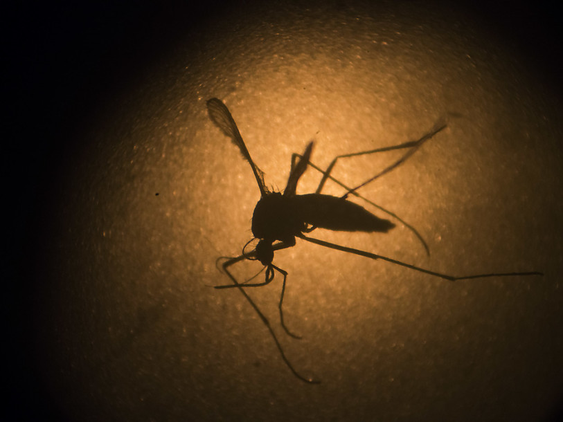 Le virus Zika présent en Amérique du Sud depuis 2013