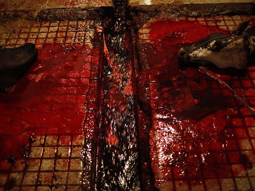 Nouvelles vidéos de maltraitances dans un abattoir français