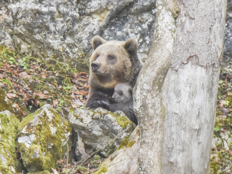 Surprise, l'ourson inattendu de Juraparc près de Vallorbe VD