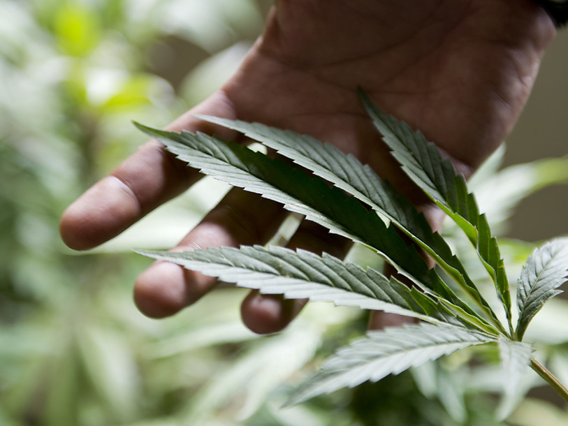 Bâle-Ville envisage de vendre du cannabis à usage médical