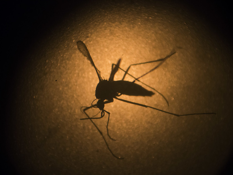 Zika: création d'une souris transgénique pour étudier des vaccins