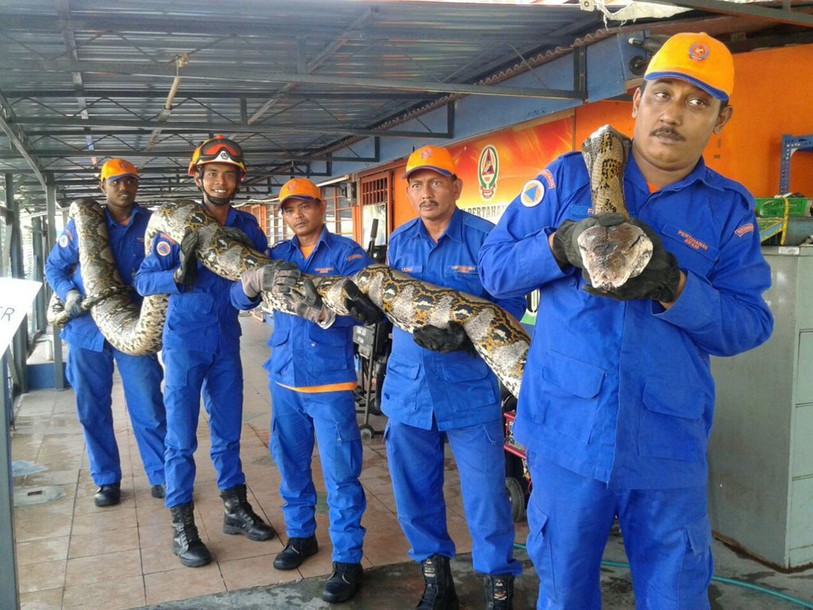 Malaisie: un python géant retrouvé sur un chantier de construction