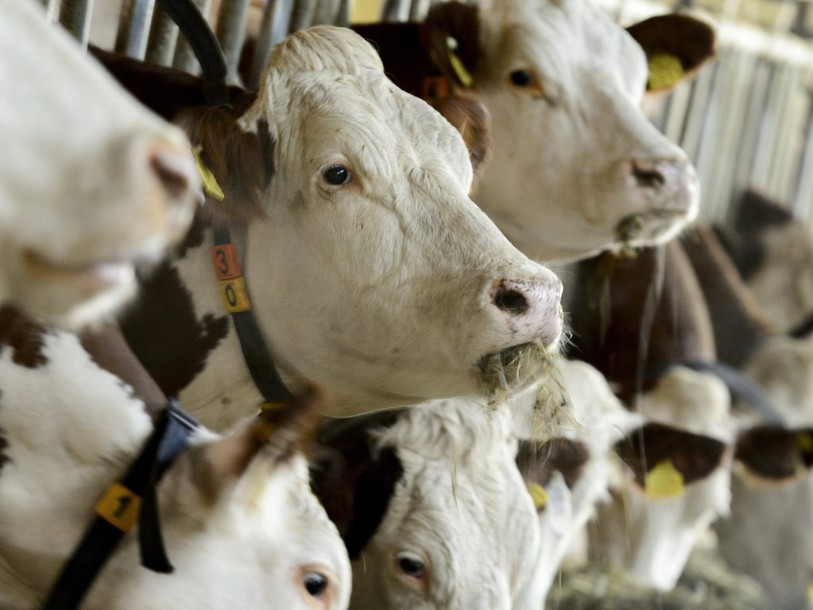 Les producteurs de lait ne voient pas de tournant à l'horizon