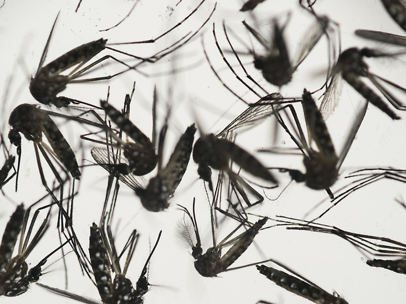 Le virus du Zika serait d'origine asiatique, selon une étude