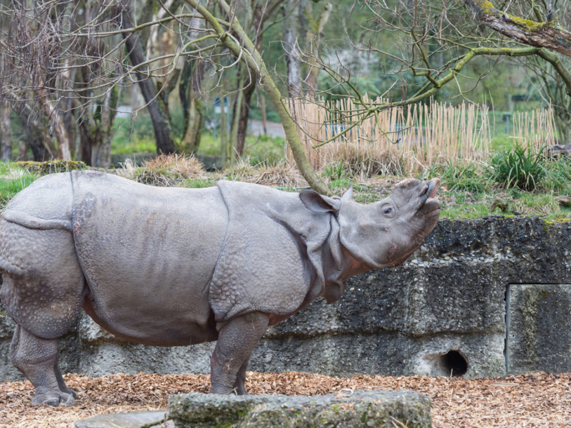 Une nouvelle femelle rhinocéros est arrivée