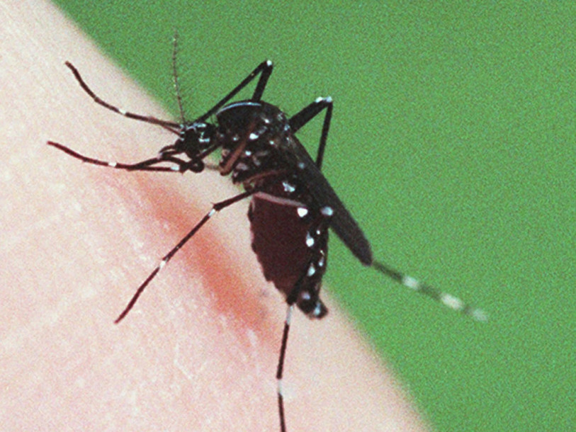 Bilan de quinze ans de gestion du moustique-tigre au Tessin