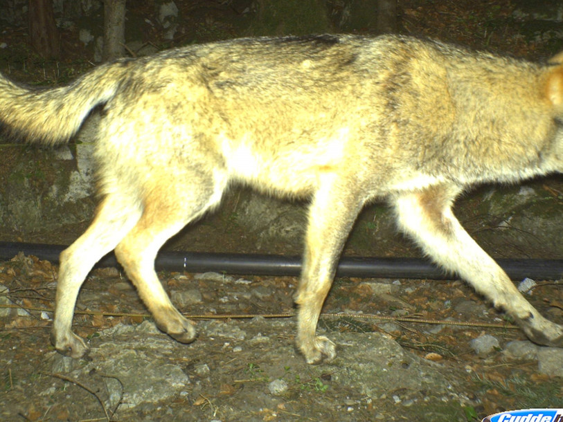 Un loup photographié dans le canton d'Uri, un autre en Valais