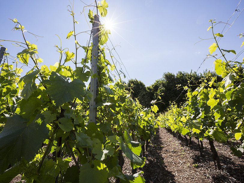 Le commerce mondial du vin bondit de 10,6% en valeur en 2015 (OIV)